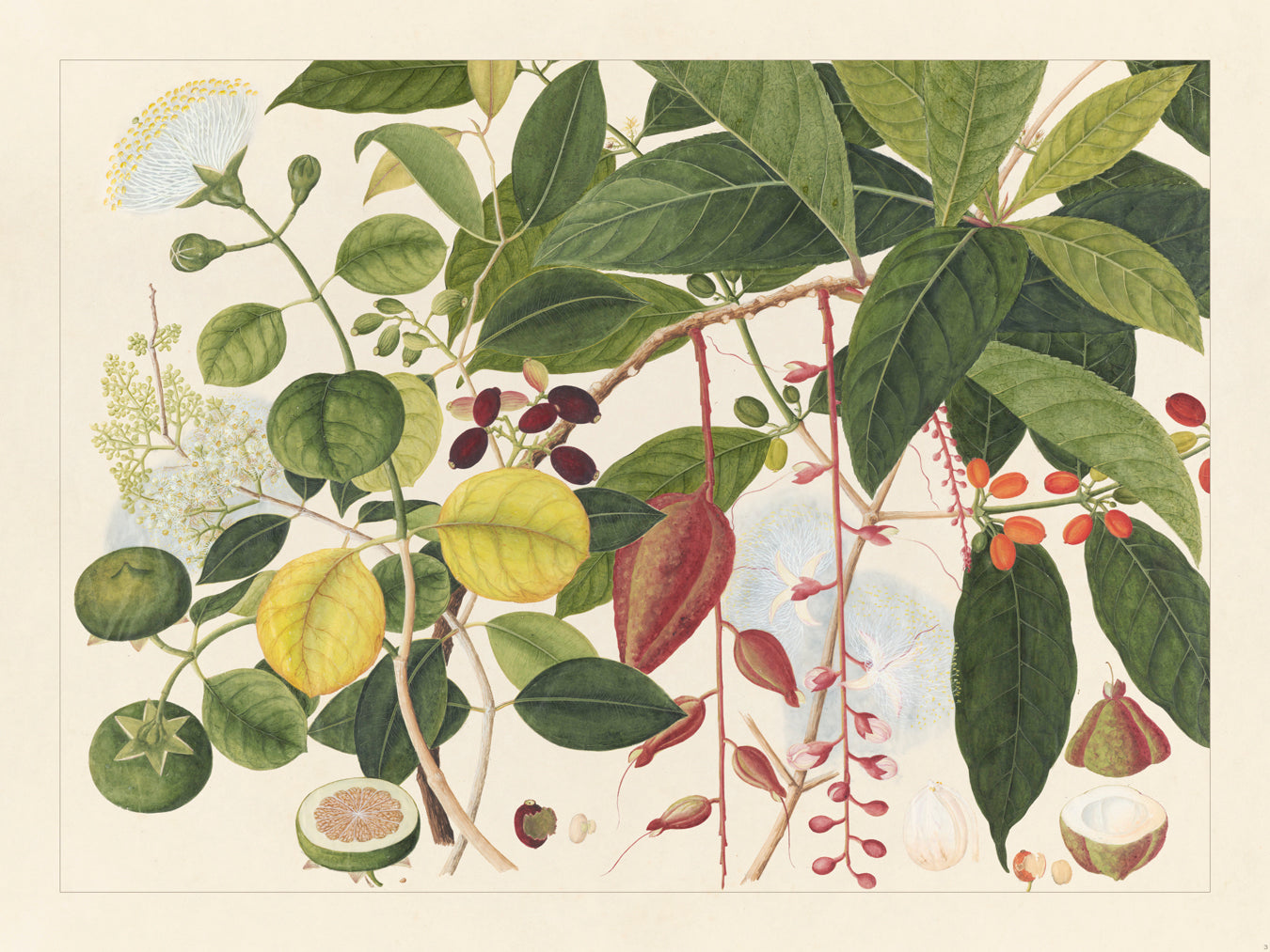 Flora Exotica 03