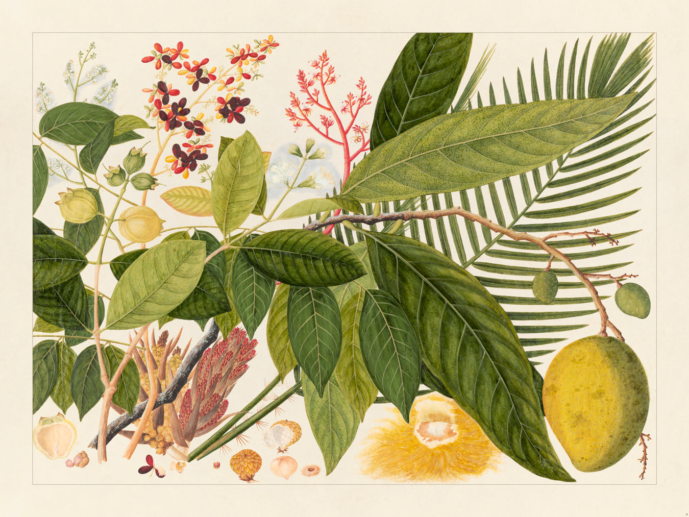 Flora Exotica 04