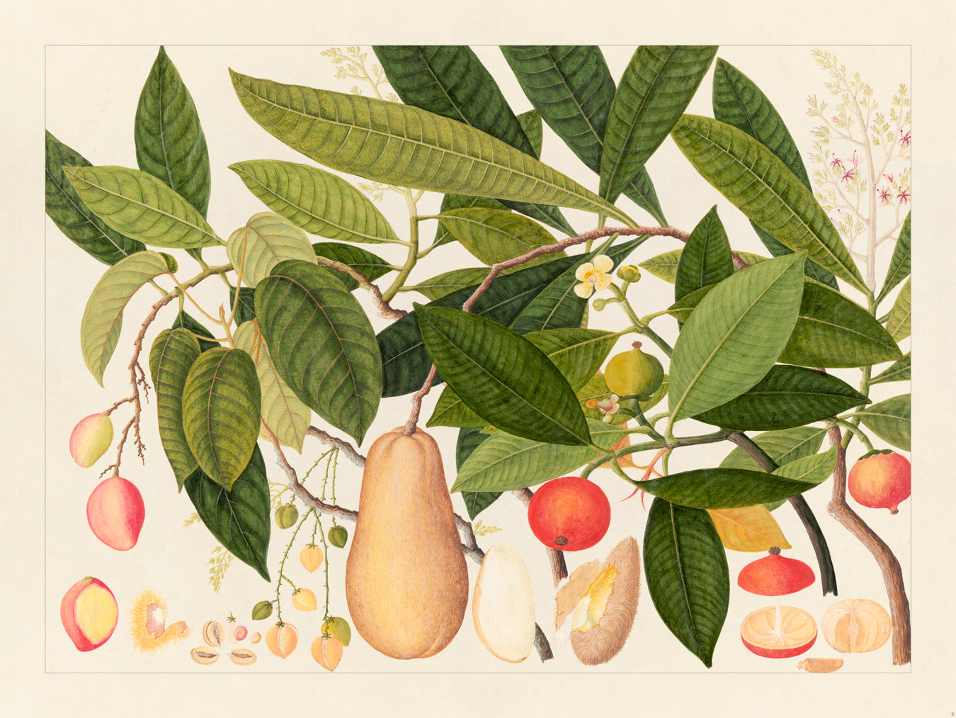Flora Exotica 05