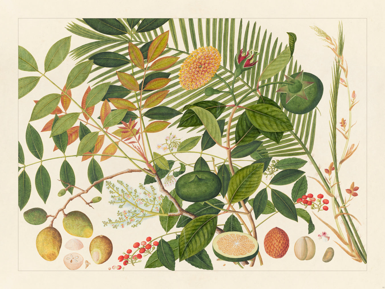 Flora Exotica 10