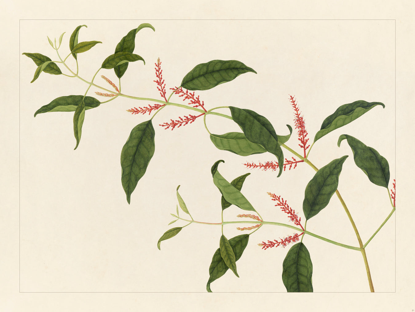 Flora Exotica 21