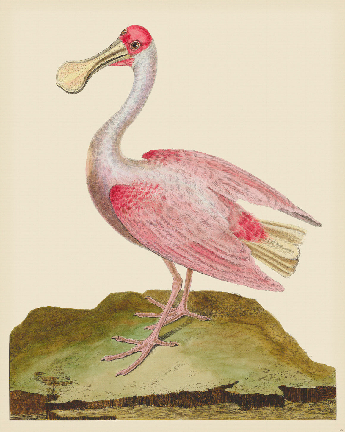 Martinet Magnified 165