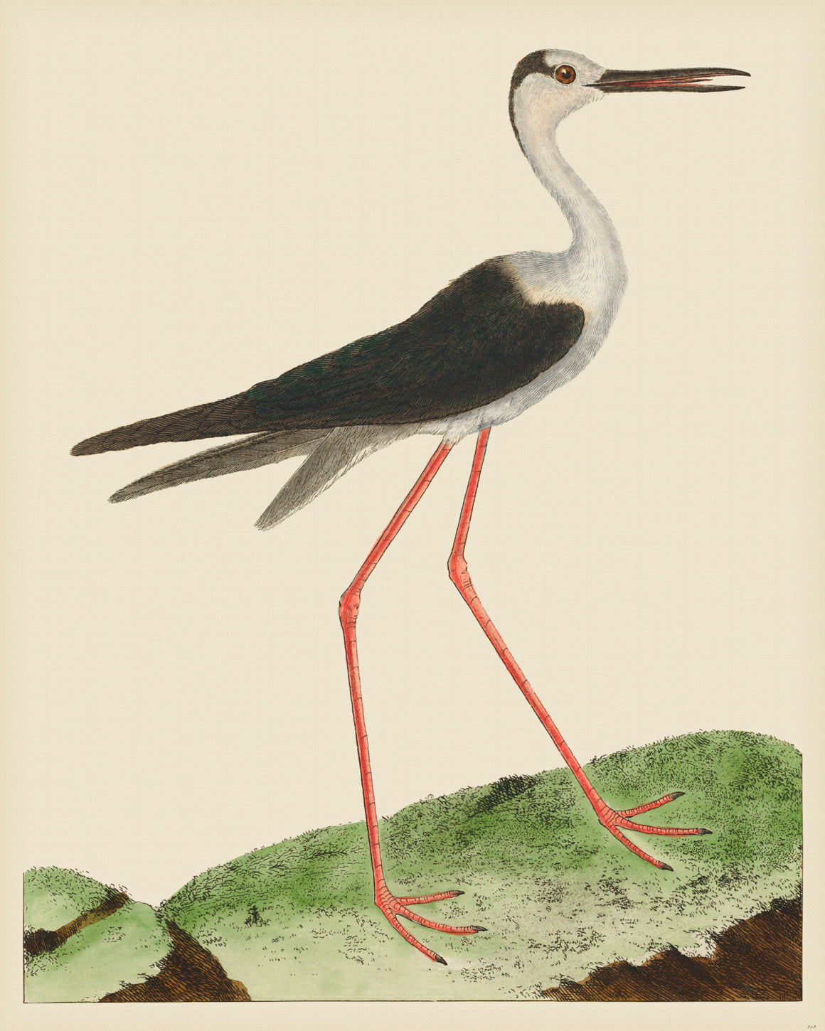 Martinet Magnified 878