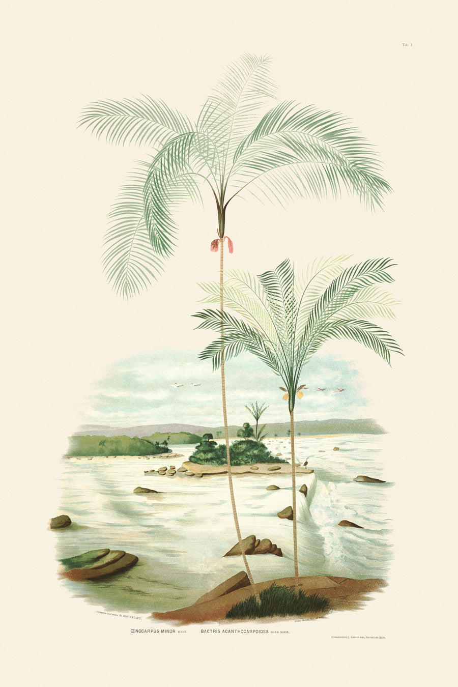 Rodrigues Palms 001