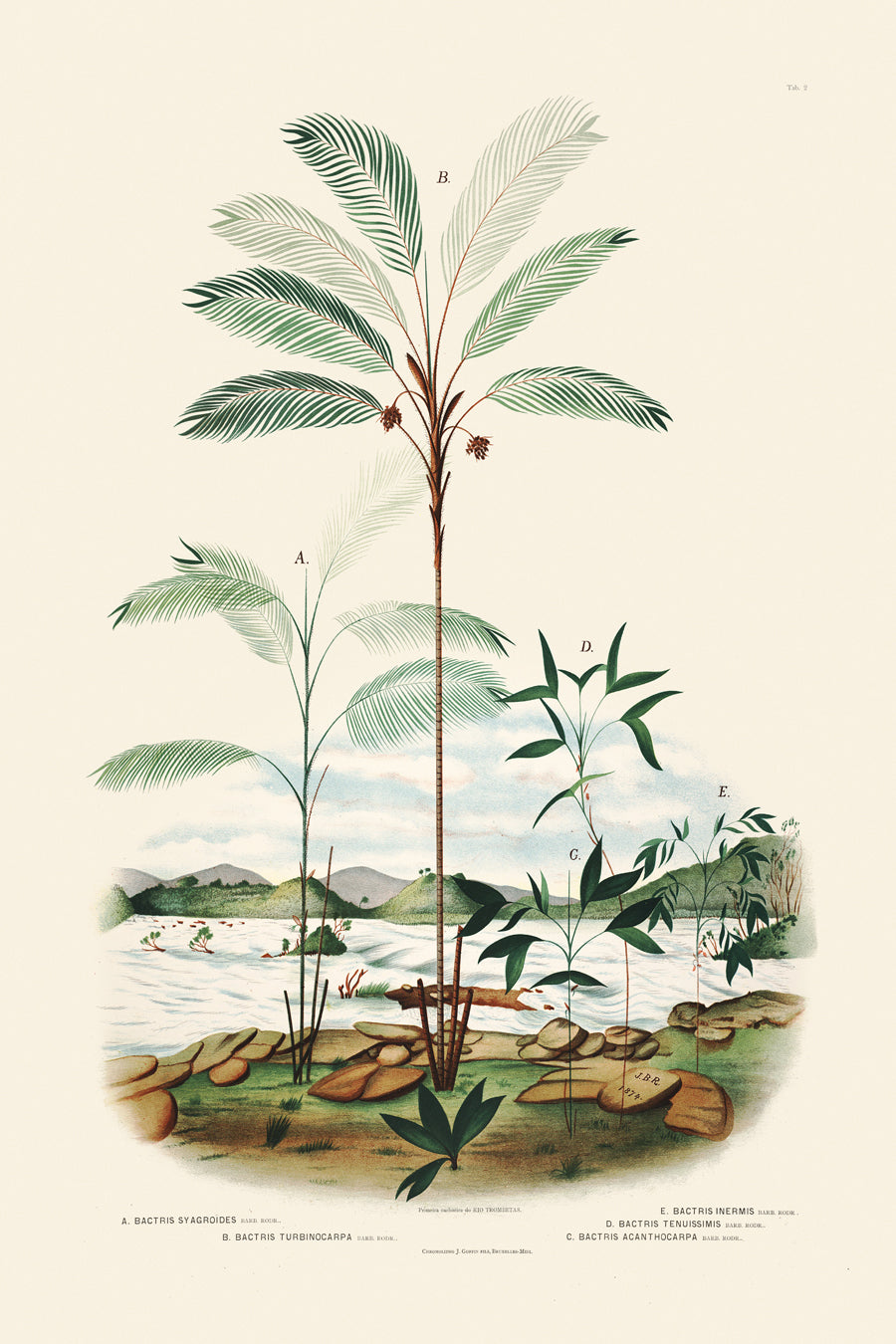 Rodrigues Palms 002