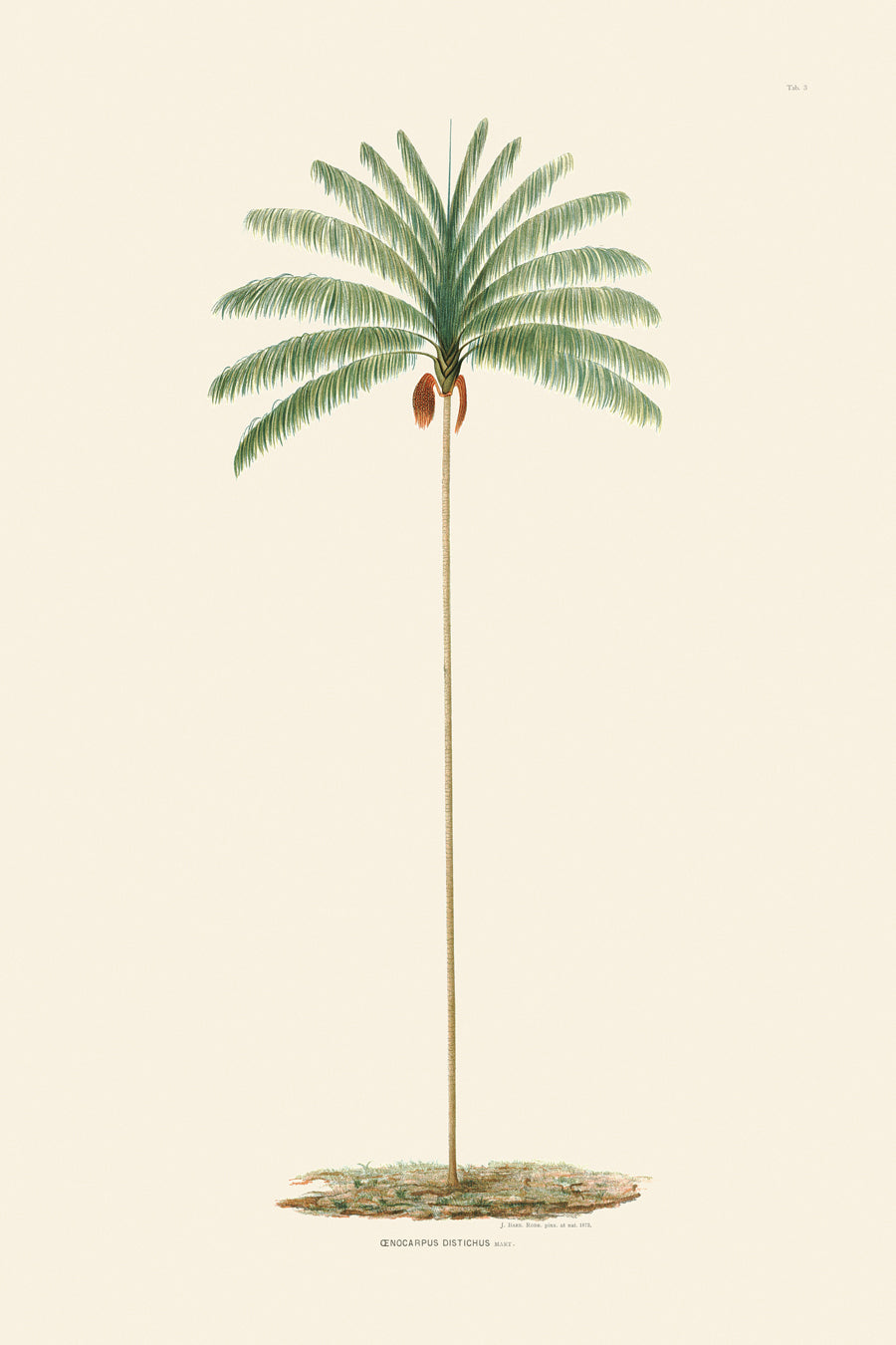 Rodrigues Palms 003