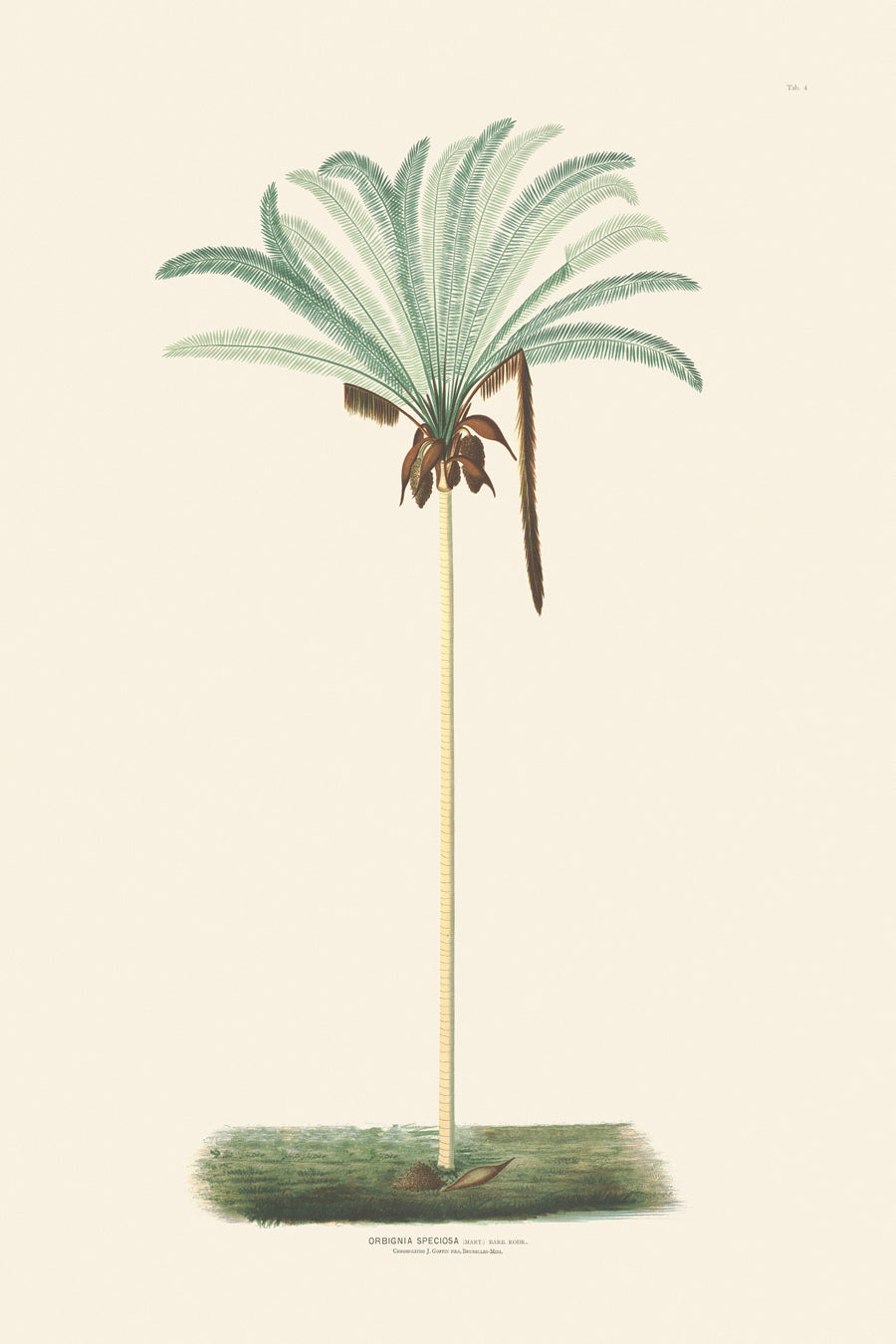 Rodrigues Palms 004