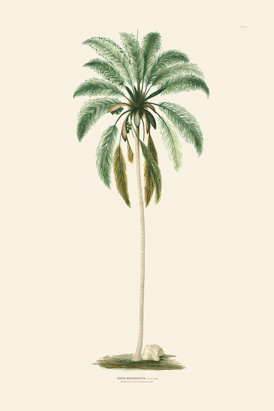 Rodrigues Palms 006
