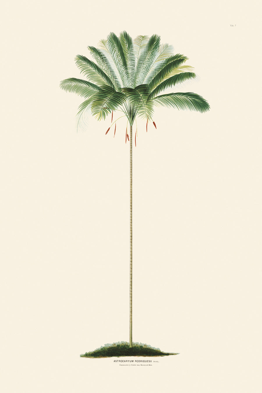Rodrigues Palms 007