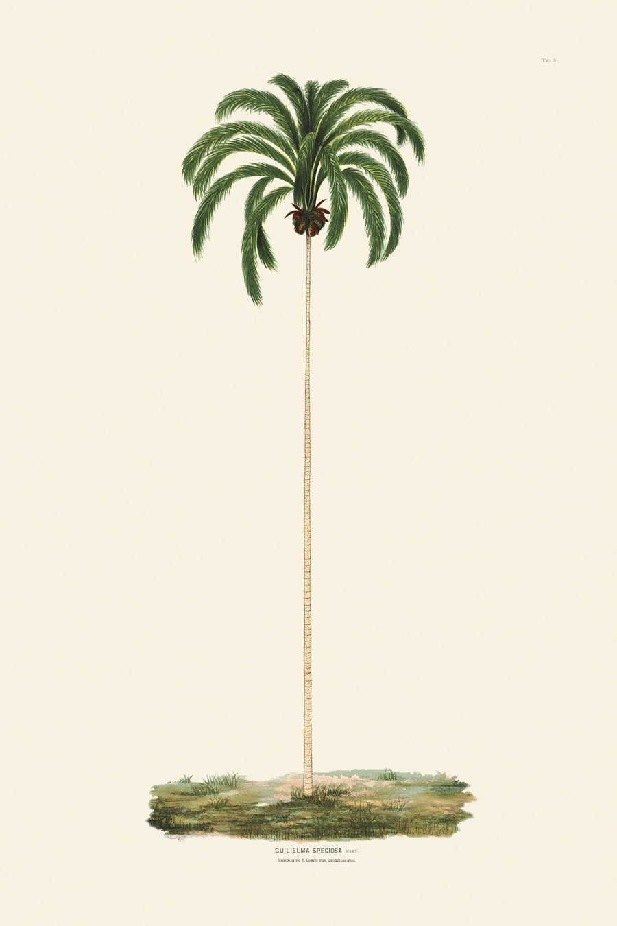 Rodrigues Palms 008
