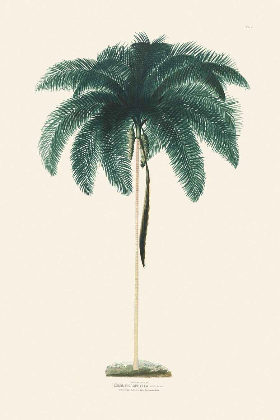 Rodrigues Palms 009
