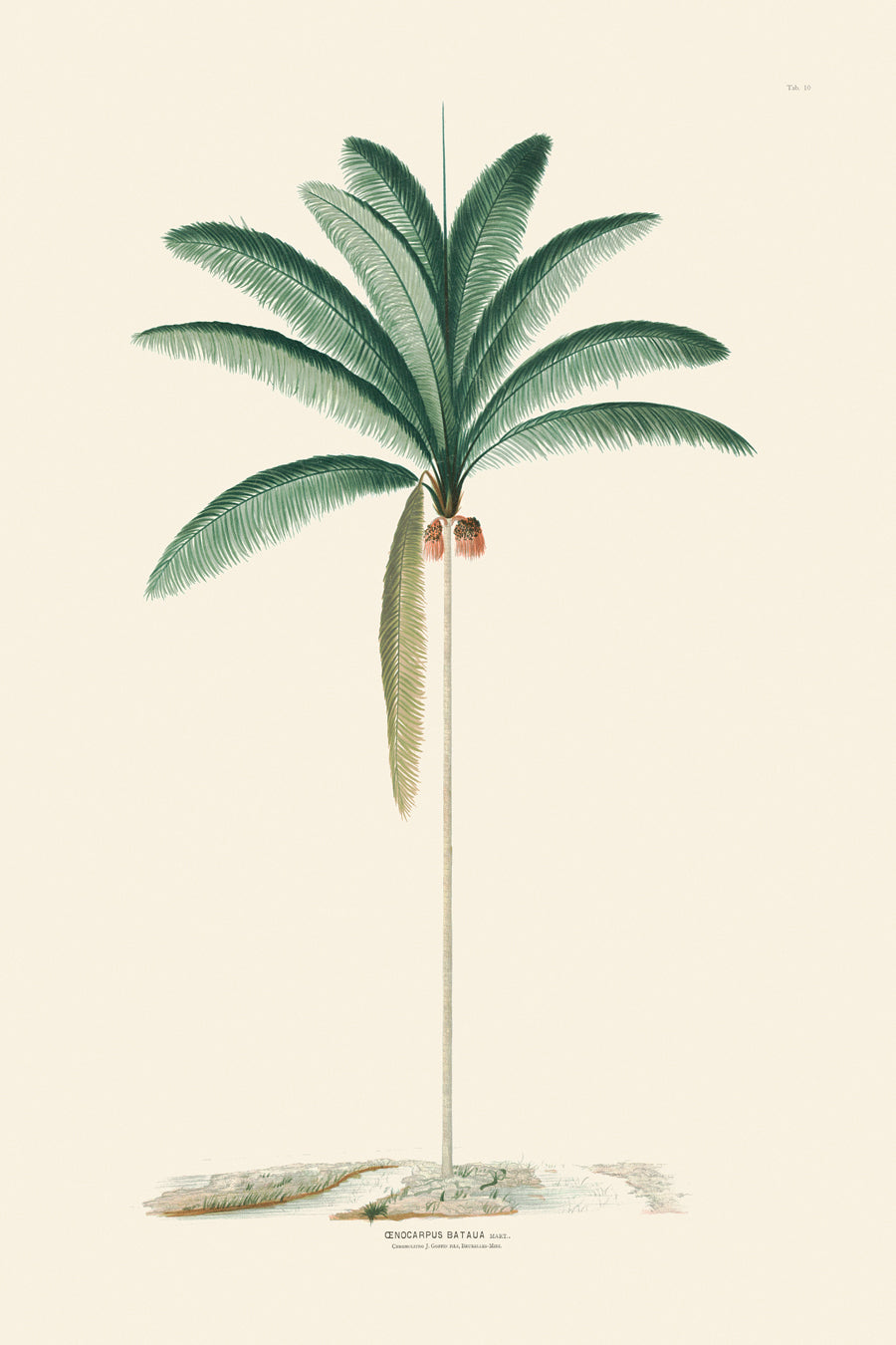 Rodrigues Palms 010