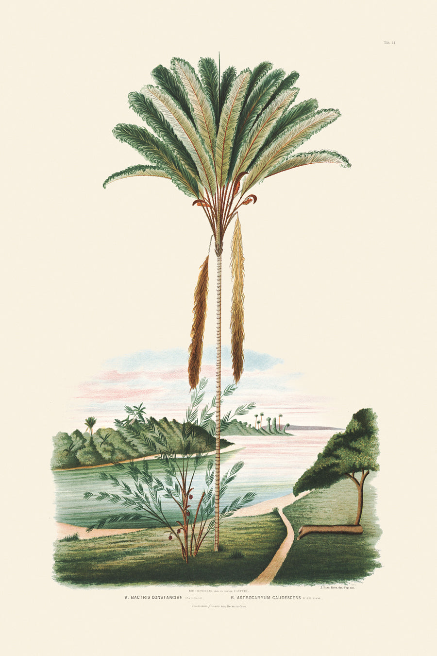 Rodrigues Palms 011