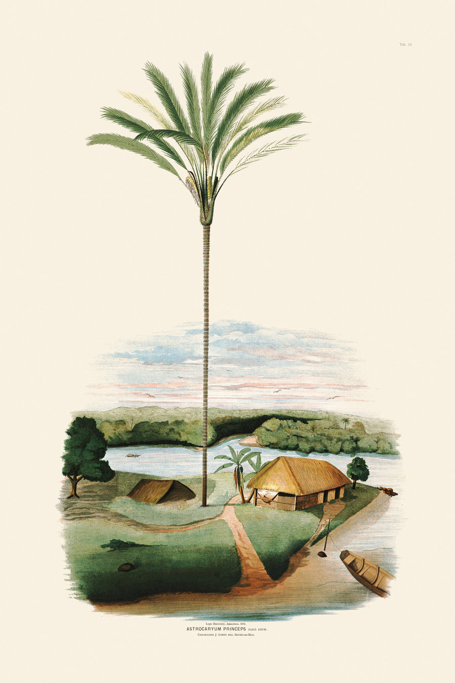 Rodrigues Palms 012