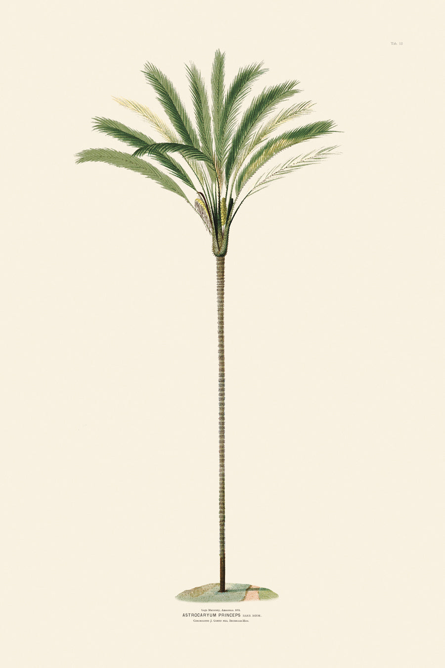 Rodrigues Palms 012B