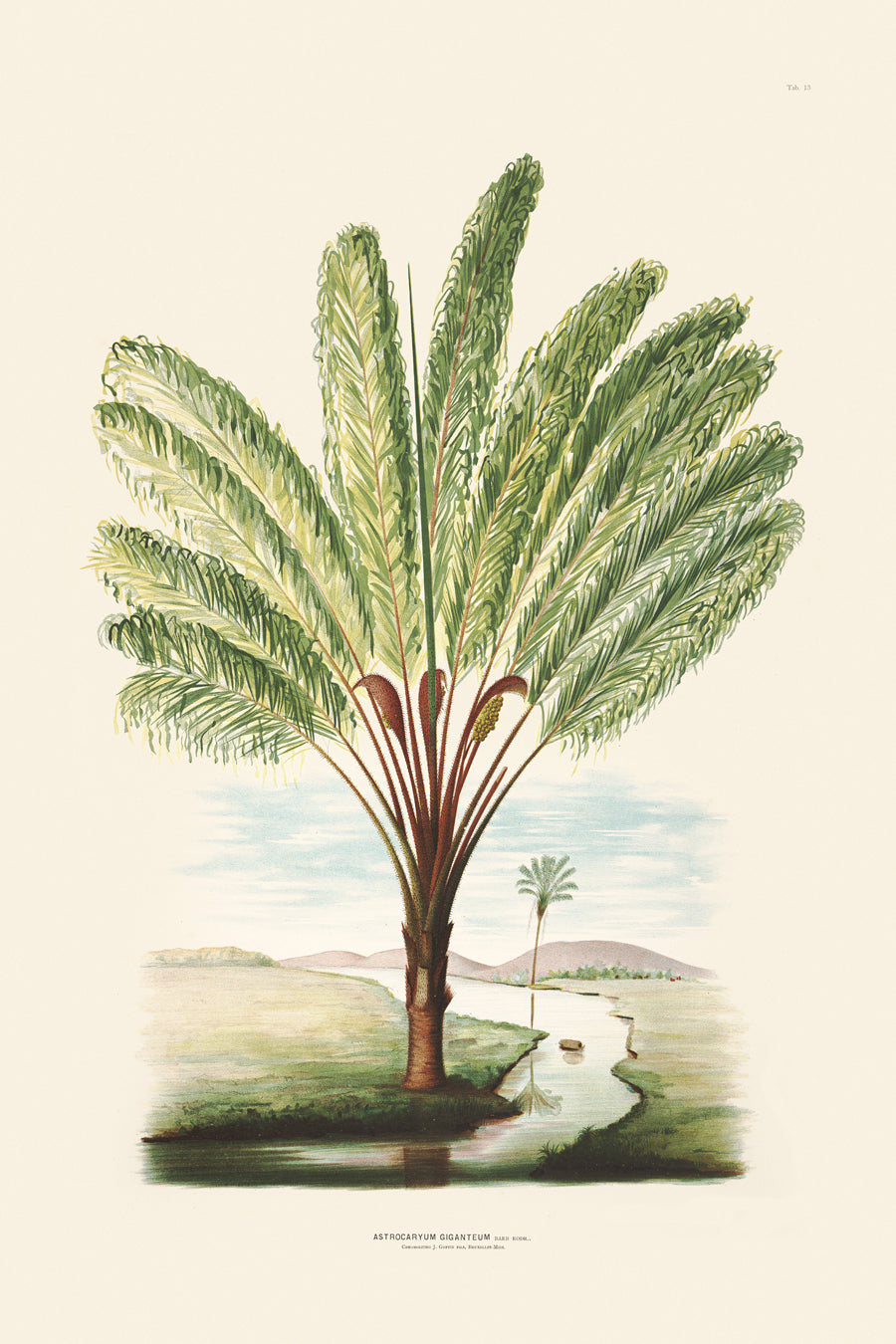 Rodrigues Palms 013
