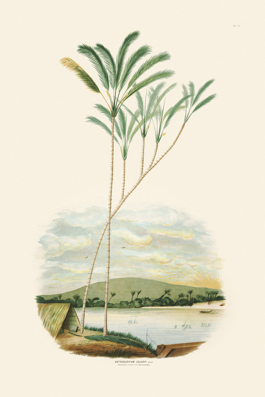 Rodrigues Palms 016