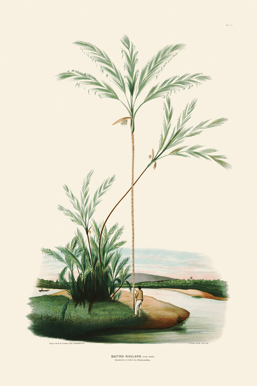 Rodrigues Palms 017