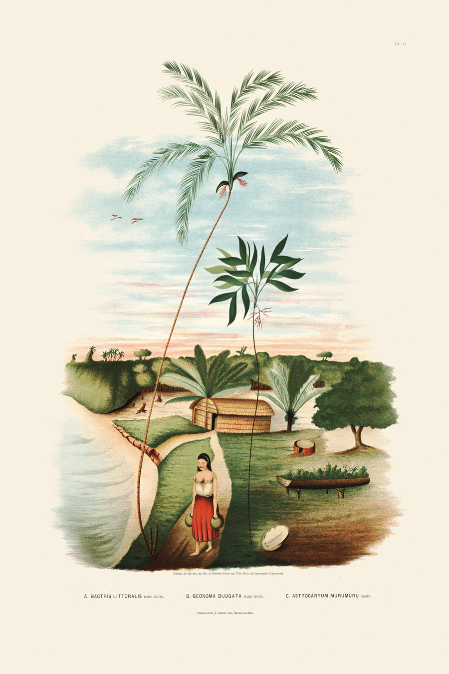 Rodrigues Palms 018