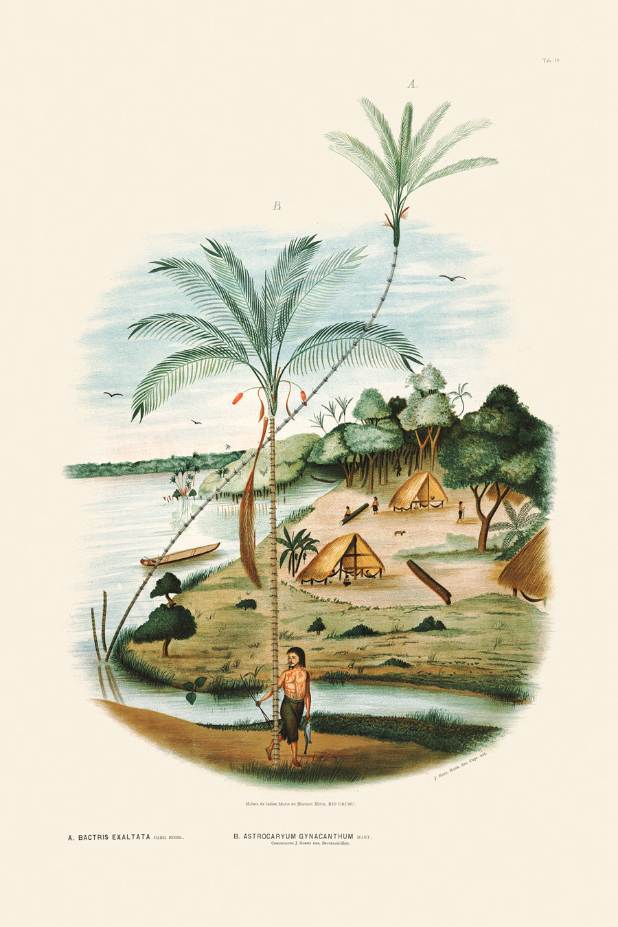 Rodrigues Palms 019