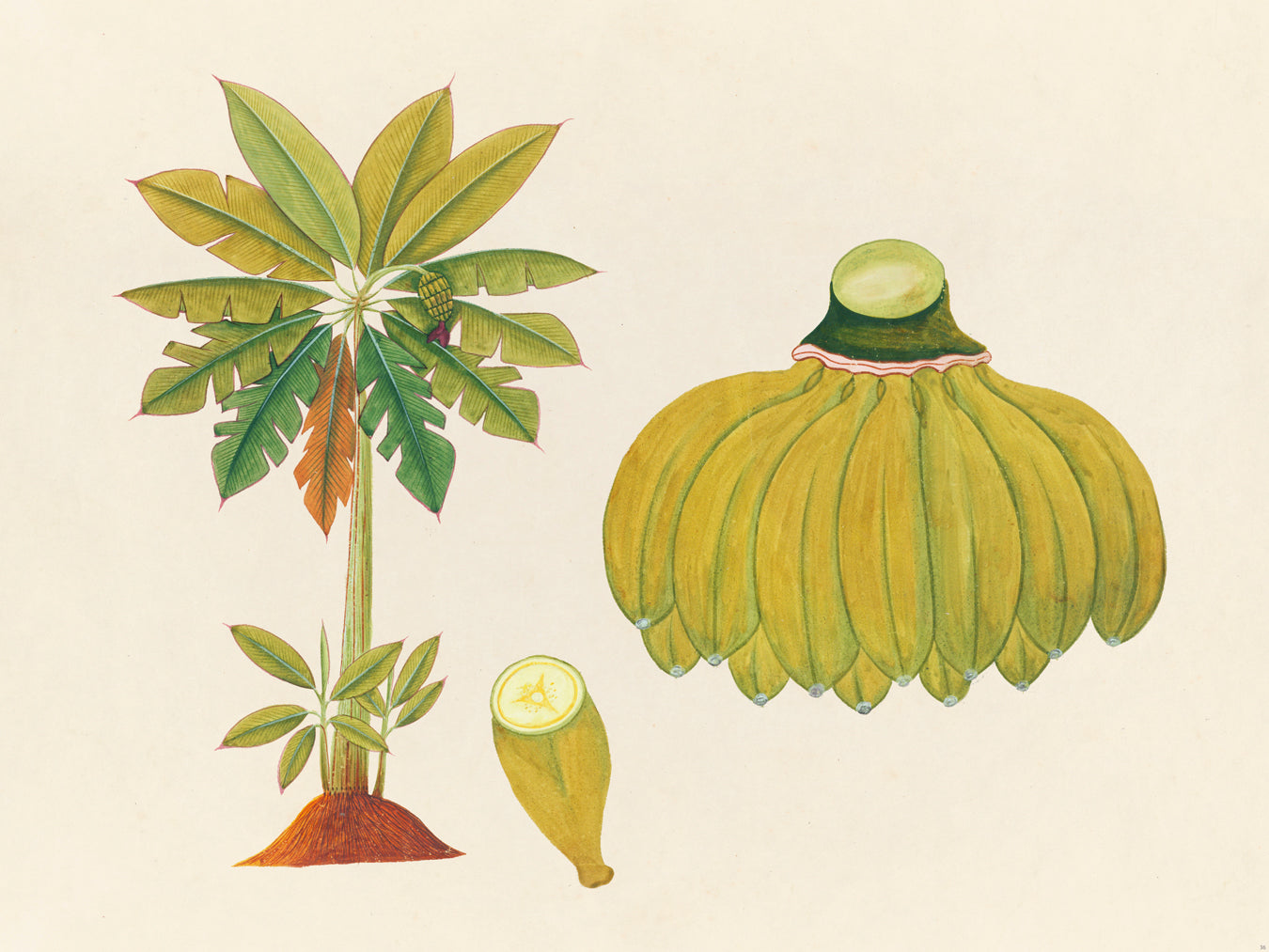 Tropical Botanica 36