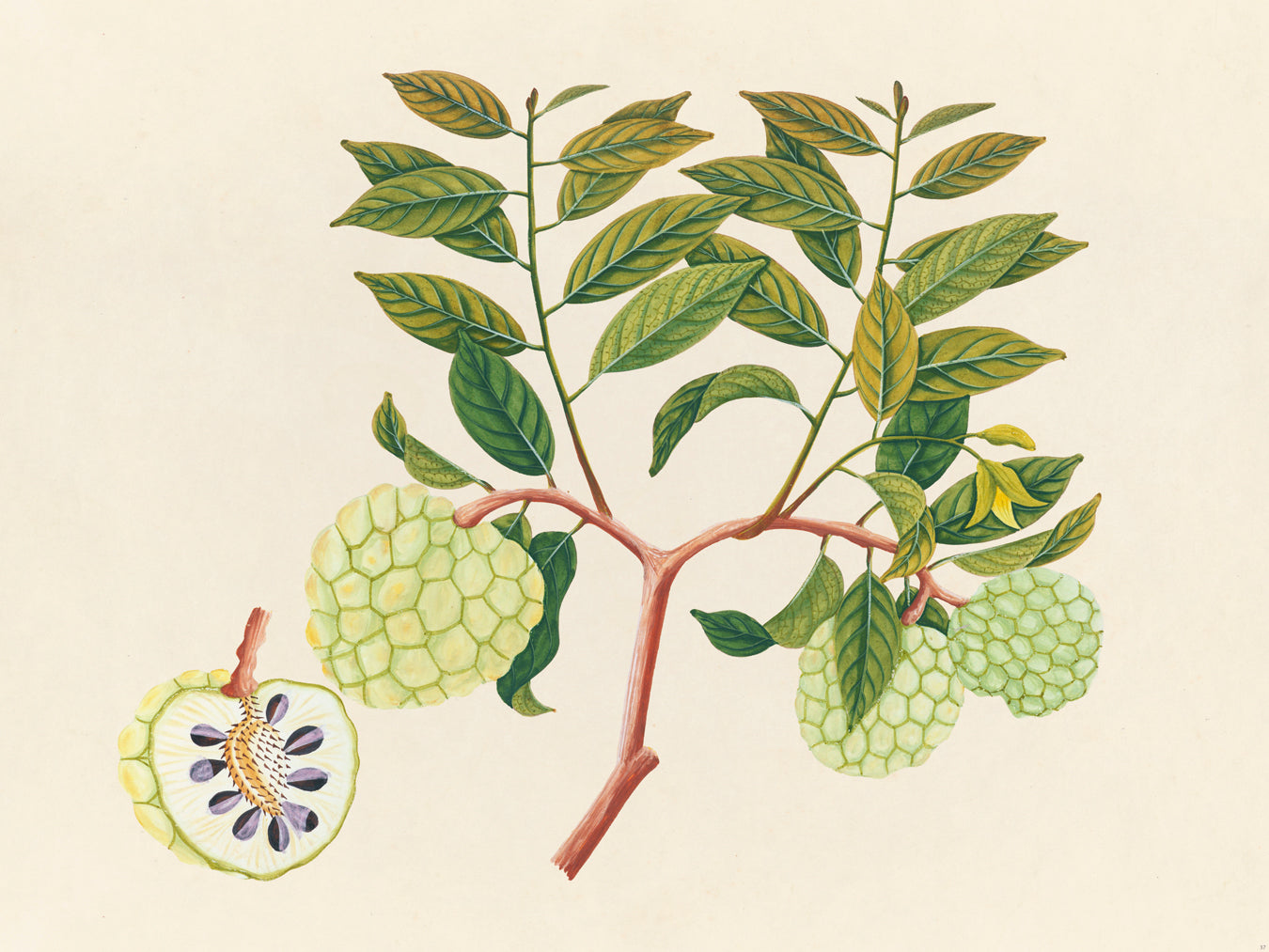 Tropical Botanica 37