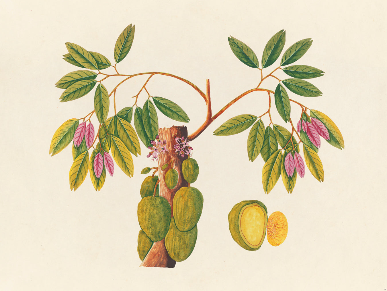 Tropical Botanica 38