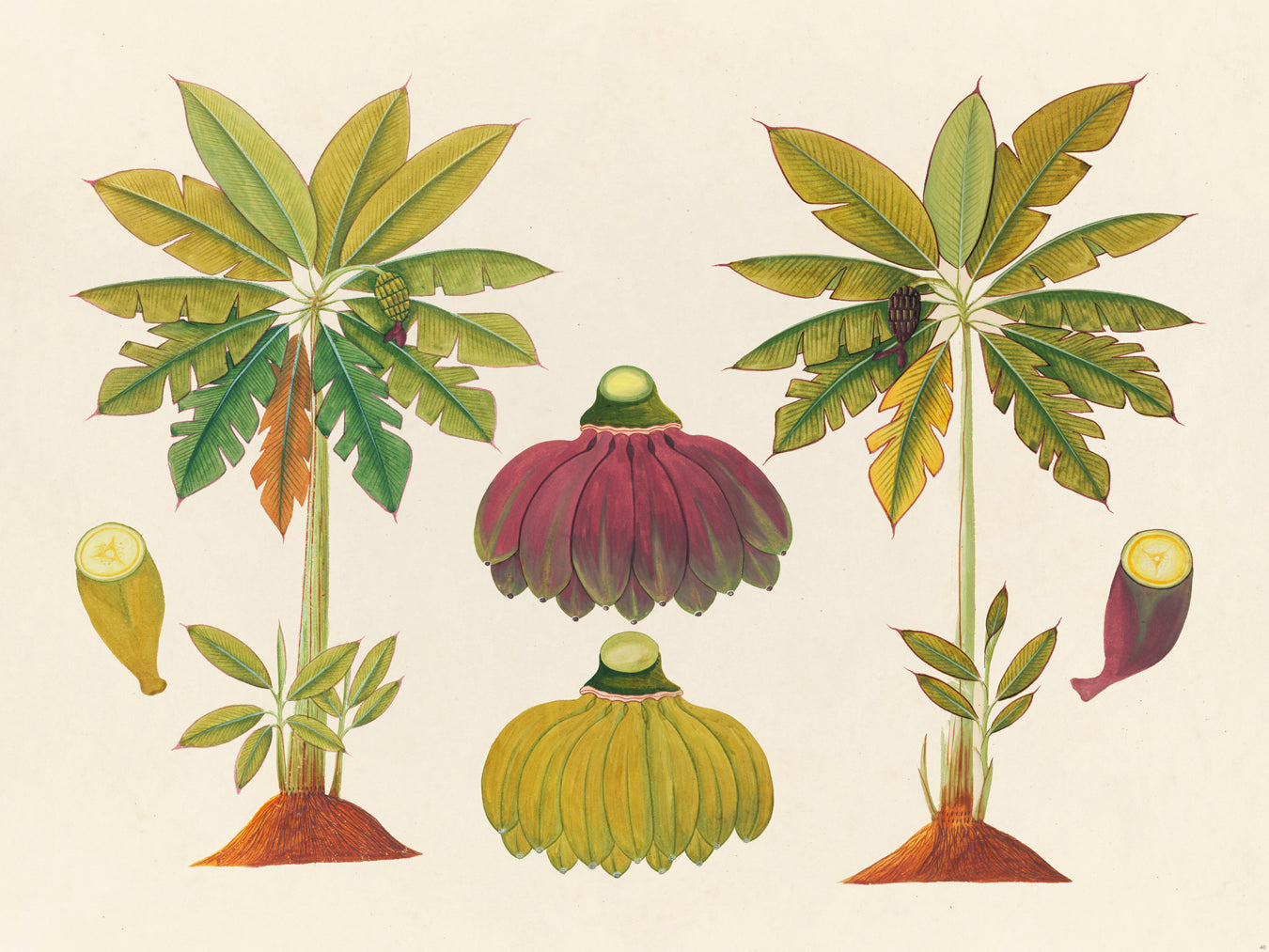 Tropical Botanica 40