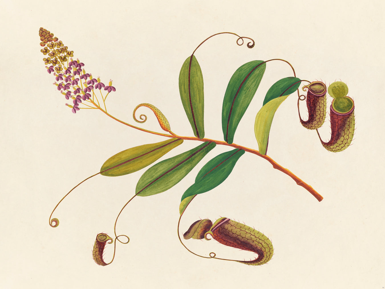 Tropical Botanica 10