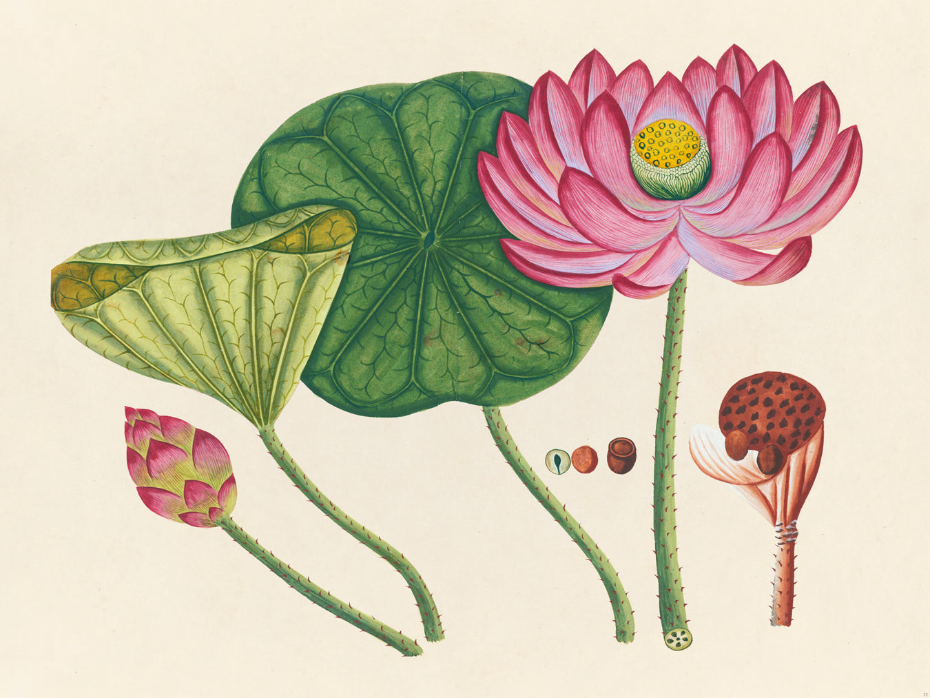 Tropical Botanica 12