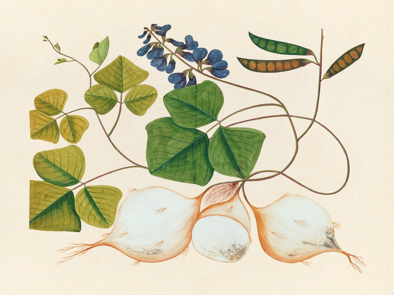 Tropical Botanica 13