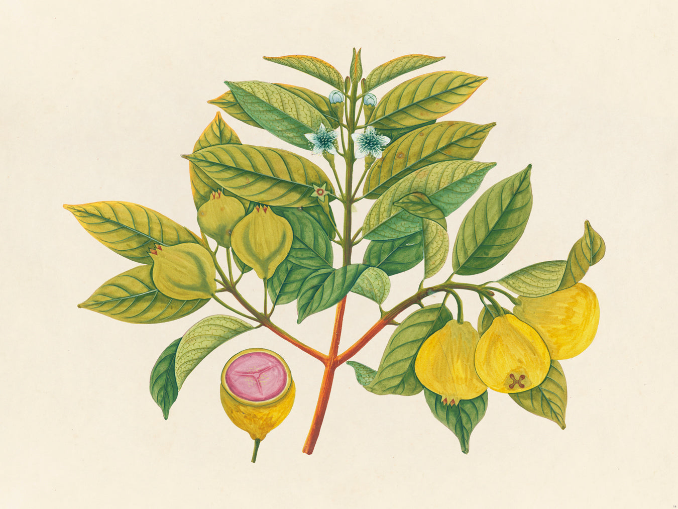 Tropical Botanica 14