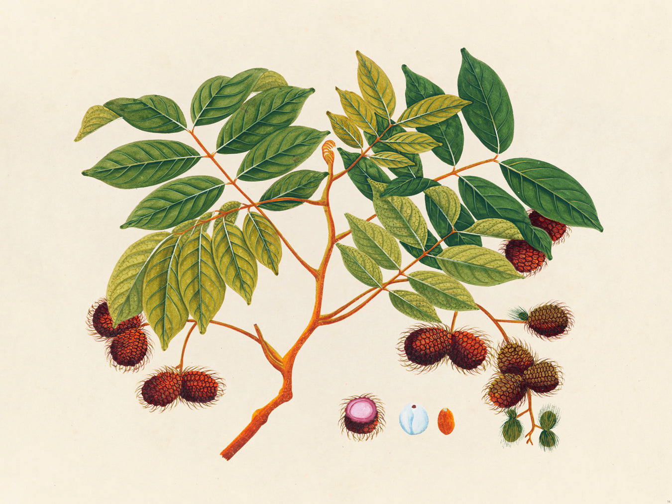 Tropical Botanica 16