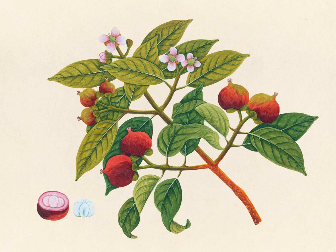 Tropical Botanica 17