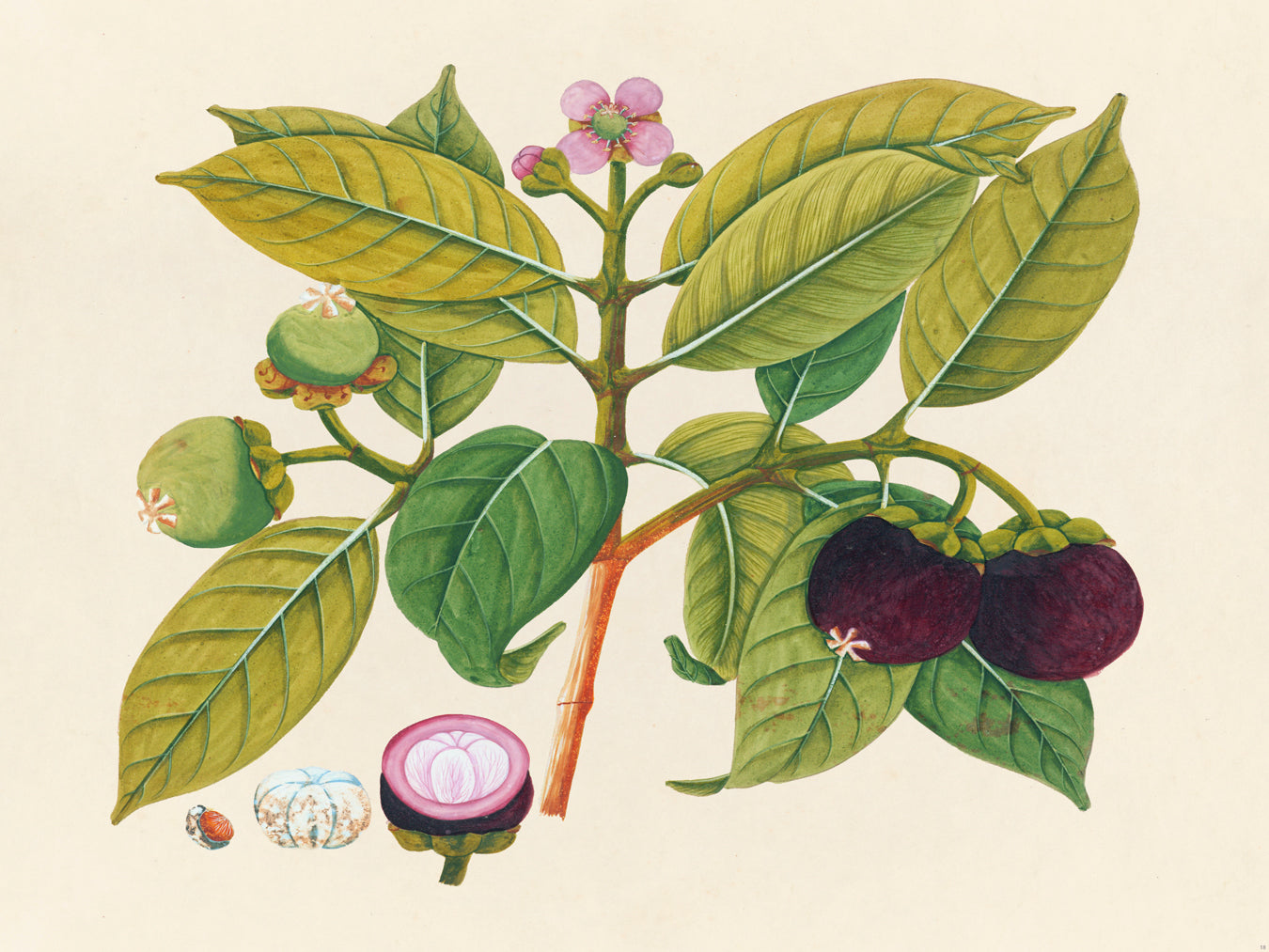 Tropical Botanica 18