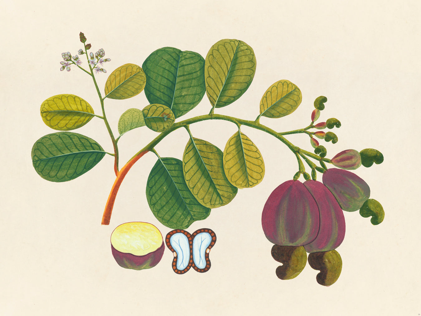 Tropical Botanica 19