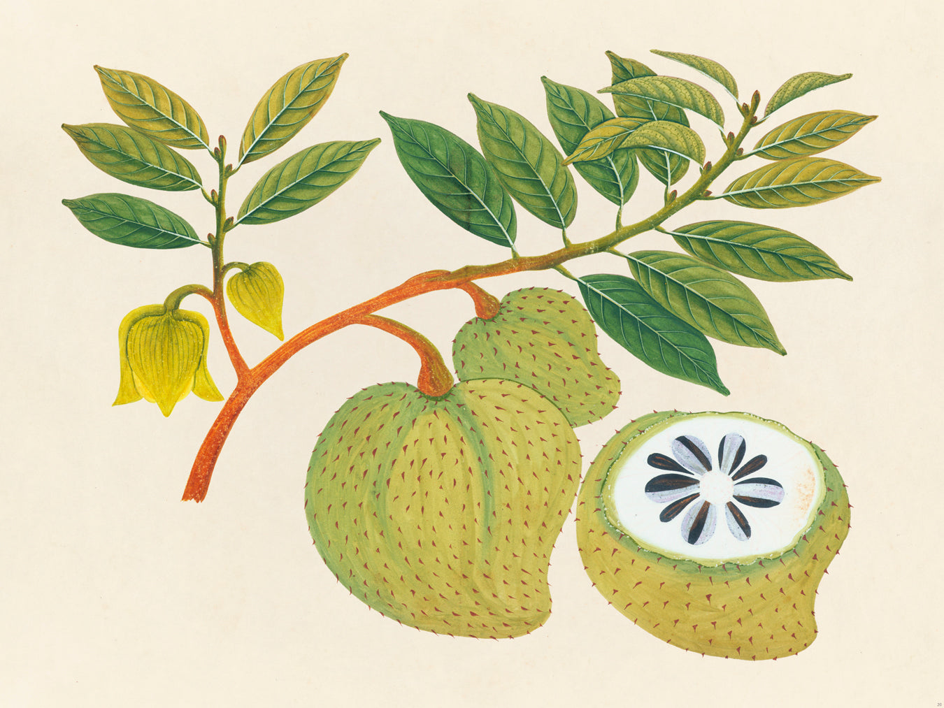 Tropical Botanica 20
