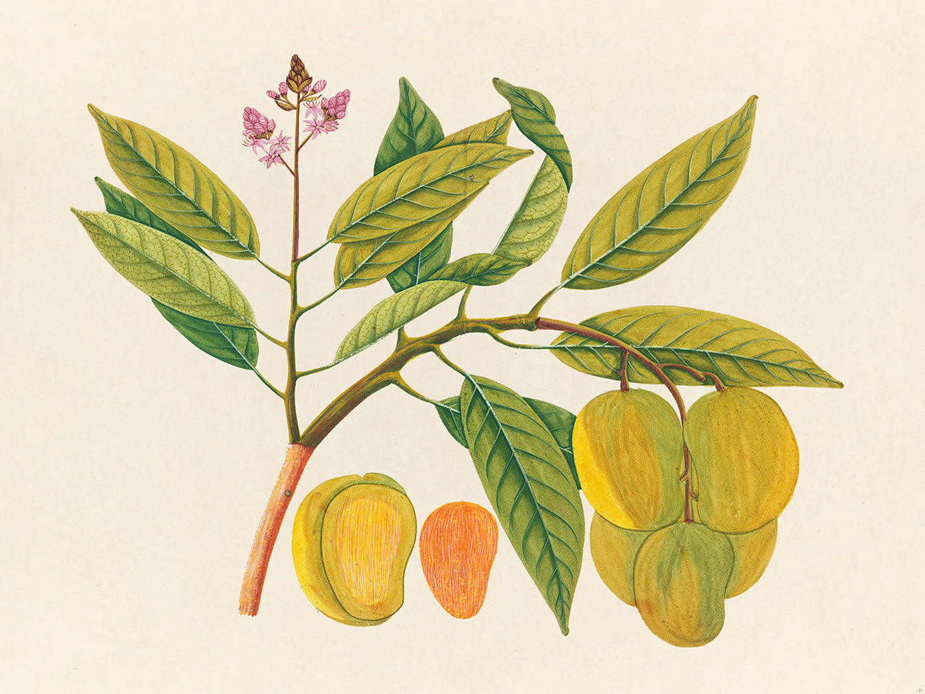 Tropical Botanica 21