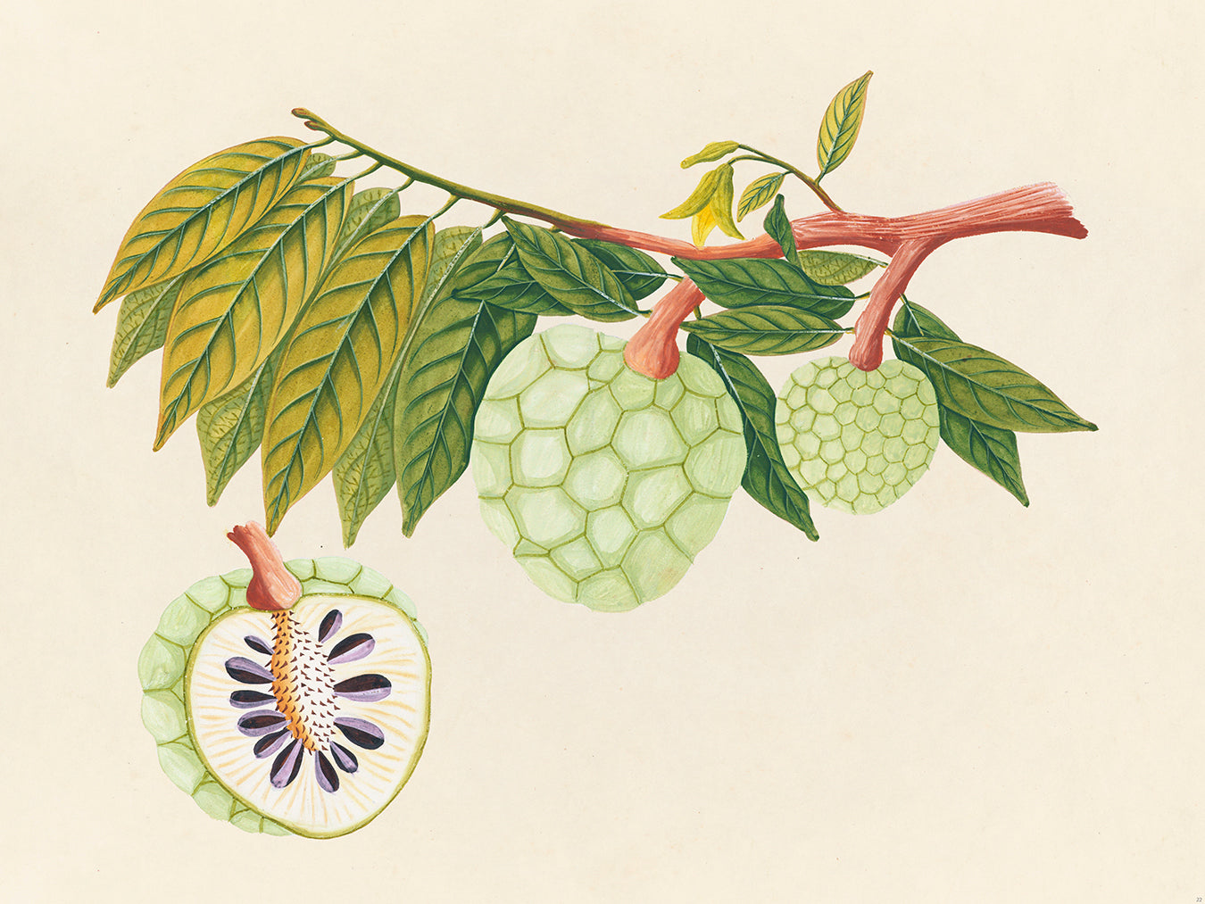 Tropical Botanica 22