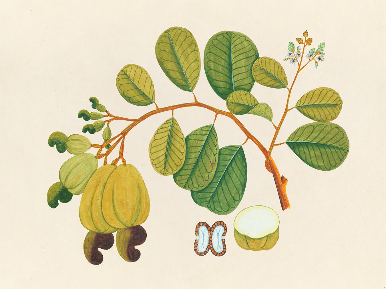 Tropical Botanica 23