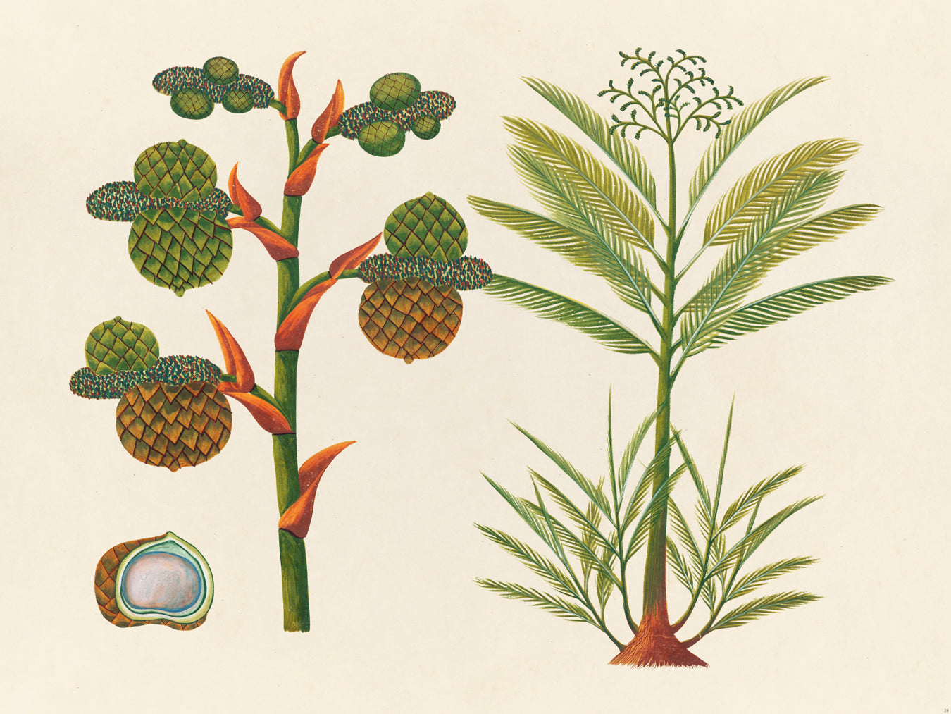 Tropical Botanica 24