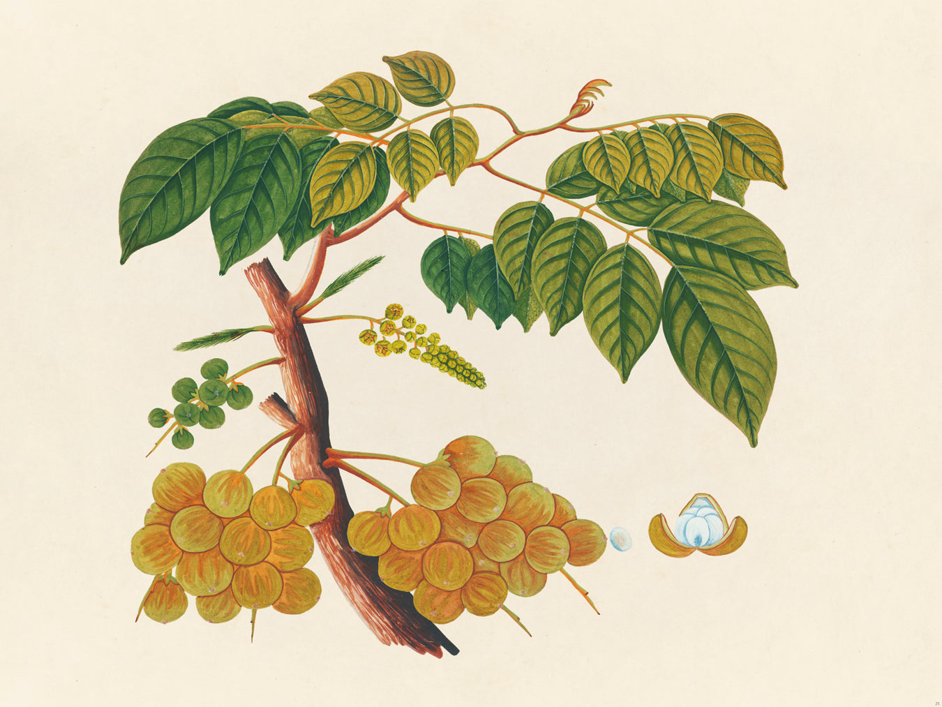 Tropical Botanica 25