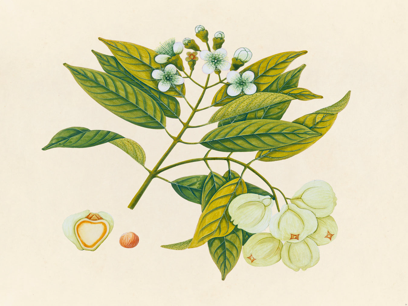Tropical Botanica 26
