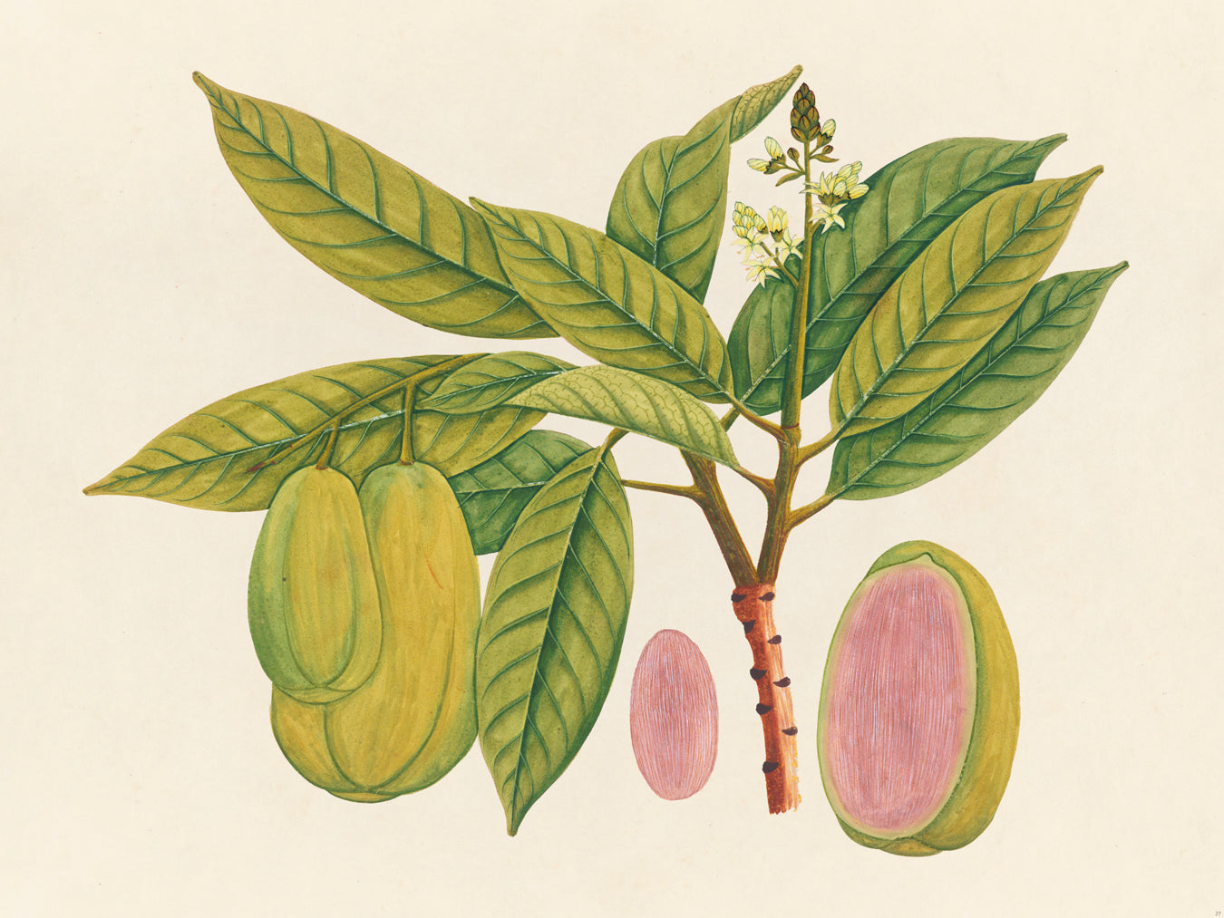 Tropical Botanica 27