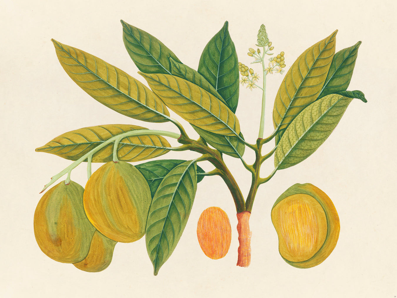 Tropical Botanica 28