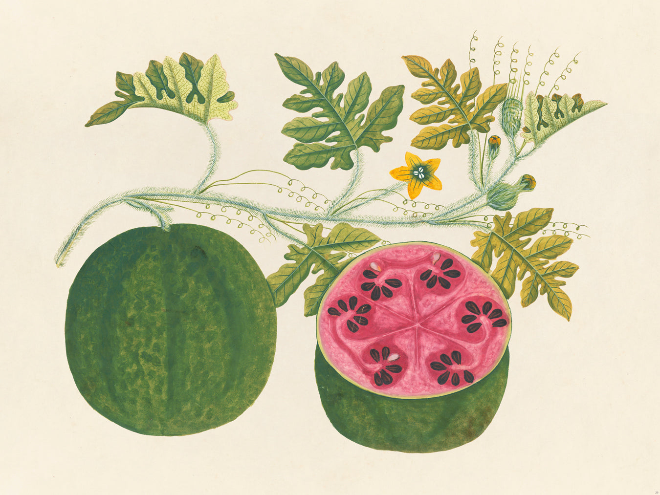 Tropical Botanica 29