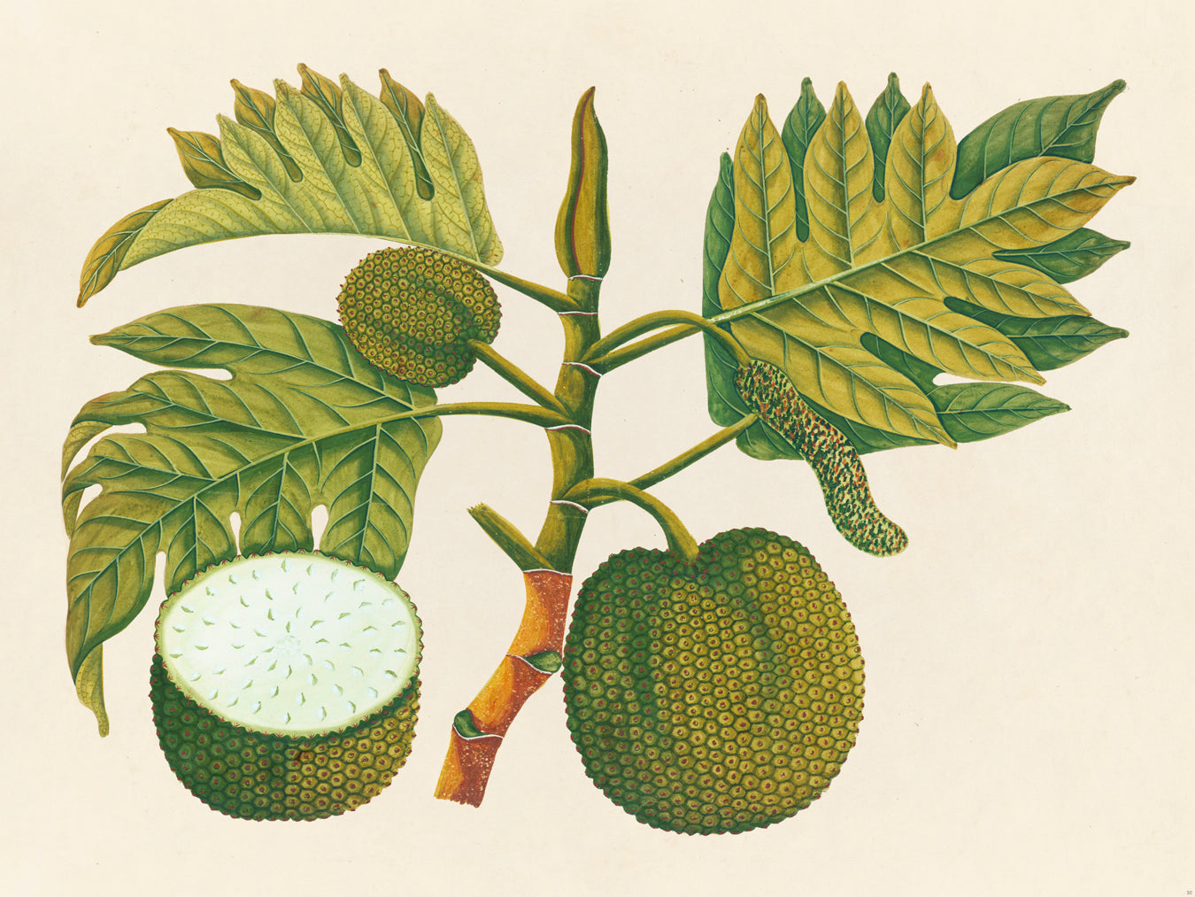 Tropical Botanica 30