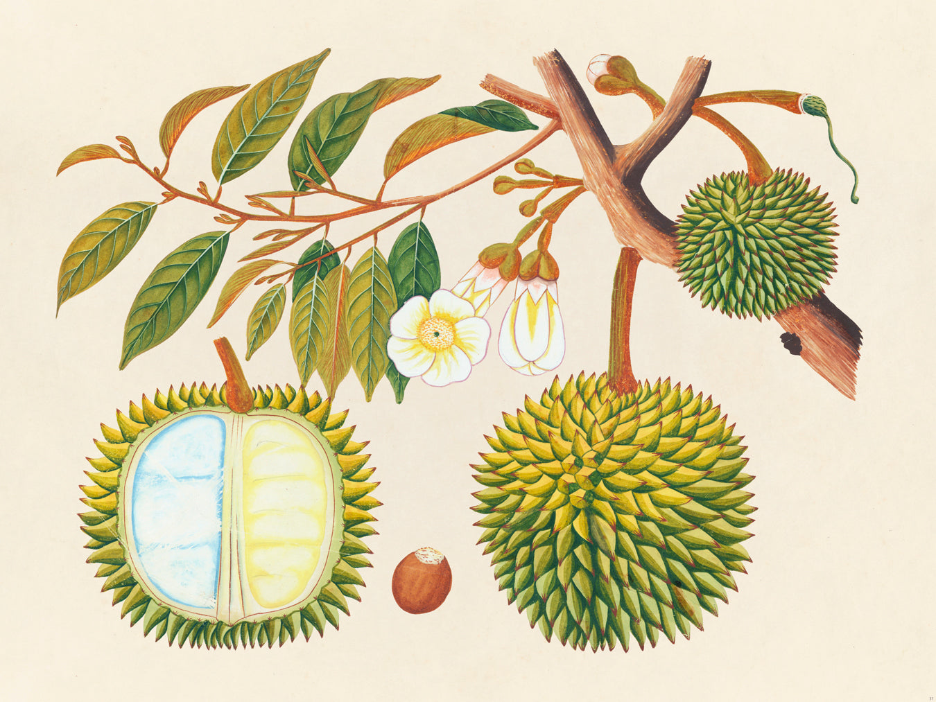 Tropical Botanica 31
