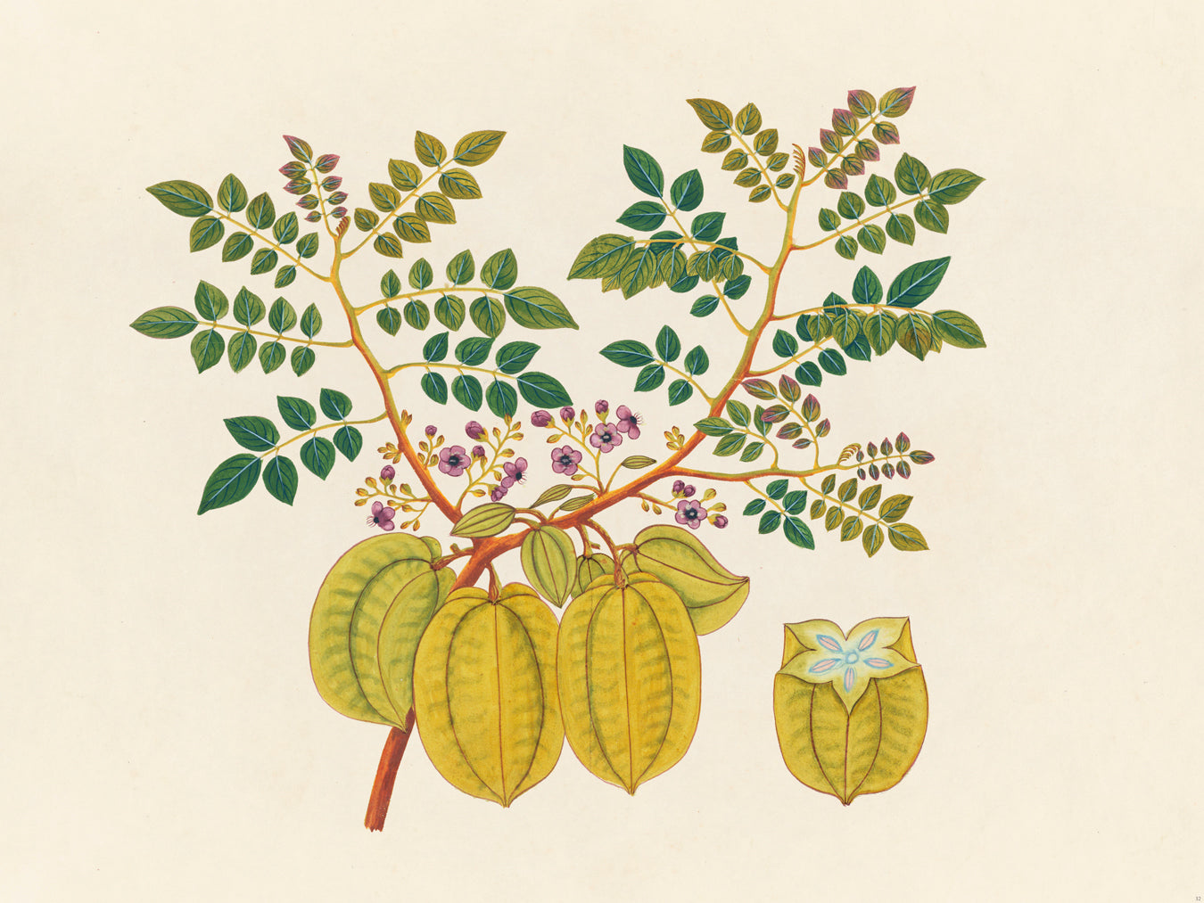 Tropical Botanica 32