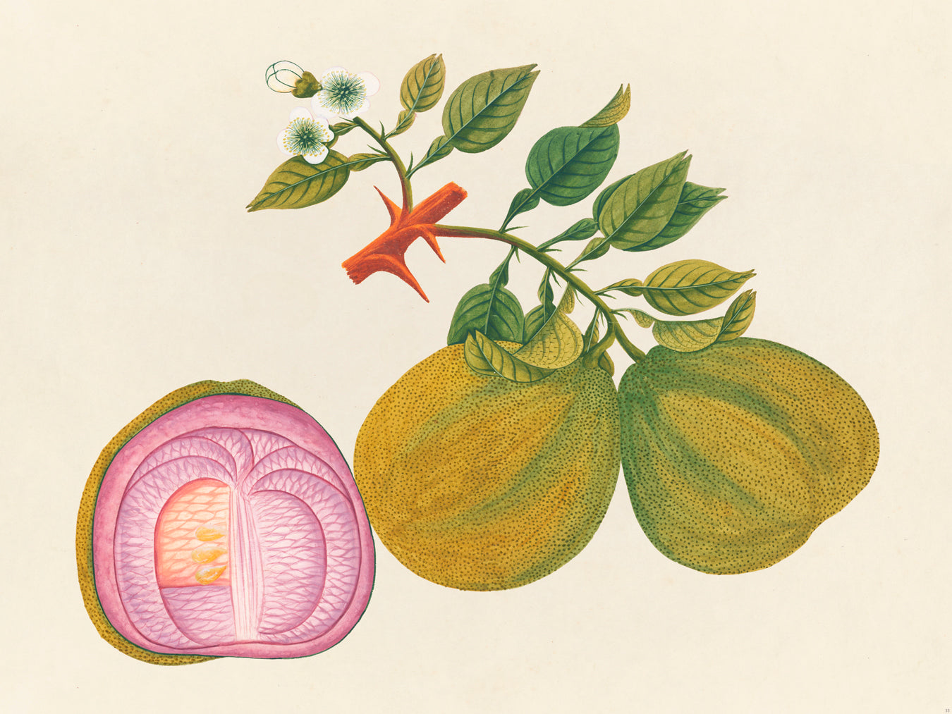 Tropical Botanica 33